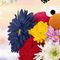 Elmo Flowers (SWMF)