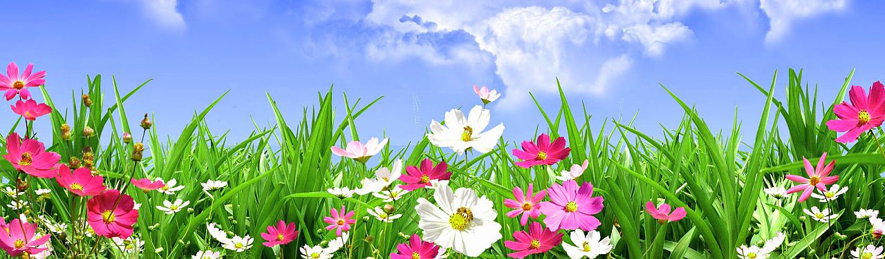 colorful-spring-flowers-and-blue-sky-website-header.jpg